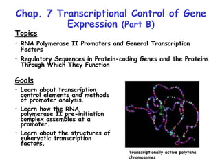 Chap. 7 Transcriptional Control of Gene
Expression (Part B)
Topics
• RNA Polymerase II Promoters and General Transcription
Factors
• Regulatory Sequences in Protein-coding Genes and the Proteins
Through Which They Function
Goals
• Learn about transcription
control elements and methods
of promoter analysis.
• Learn how the RNA
polymerase II pre-initiation
complex assembles at a
promoter.
• Learn about the structures of
eukaryotic transcription
factors.
Transcriptionally active polytene
chromosomes
 