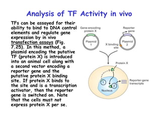 13-miller-chap-7b-lecture.ppt
