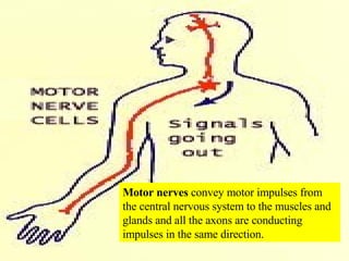 Motor nerves  convey motor impulses from the central nervous system to the muscles and glands and all the axons are conducting impulses in the same direction. 