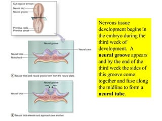 Nervous tissue development begins in the embryo during the third week of development.  A  neural groove  appears and by the end of the third week the sides of this groove come together and fuse along the midline to form a  neural tube . 