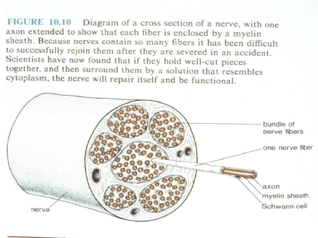 13-nervous-tissue