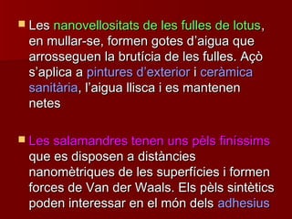  LesLes nanovellositats de les fulles de lotusnanovellositats de les fulles de lotus,,
en mullar-se, formen gotes den mullar-se, formen gotes d’’aigua queaigua que
arrosseguen la brutícia de les fulles. Açòarrosseguen la brutícia de les fulles. Açò
ss’’aplica aaplica a pintures dpintures d’’exteriorexterior ii ceràmicaceràmica
sanitàriasanitària, l, l’’aigua llisca i es mantenenaigua llisca i es mantenen
netesnetes
 Les salamandres tenen uns pèls finíssimsLes salamandres tenen uns pèls finíssims
que es disposen a distànciesque es disposen a distàncies
nanomètriques de les superfícies i formennanomètriques de les superfícies i formen
forces de Van der Waals. Els pèls sintèticsforces de Van der Waals. Els pèls sintètics
poden interessar en el món delspoden interessar en el món dels adhesiusadhesius
 