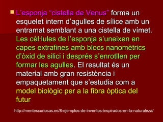  LL’’esponjaesponja ““cistella de Venuscistella de Venus”” forma unforma un
esquelet intern desquelet intern d’’agulles de sílice amb unagulles de sílice amb un
entramat semblant a una cistella de vímet.entramat semblant a una cistella de vímet.
Les cèl·lules de lLes cèl·lules de l’’esponja sesponja s’’uneixen enuneixen en
capes extrafines amb blocs nanomètricscapes extrafines amb blocs nanomètrics
dd’’òxid de silici i després sòxid de silici i després s’’enrotllen perenrotllen per
formar les agullesformar les agulles. El resultat és un. El resultat és un
material amb gran resistència imaterial amb gran resistència i
empaquetament que sempaquetament que s’’estudia com aestudia com a
model biològic per a la fibra òptica delmodel biològic per a la fibra òptica del
futurfutur
http://mentescuriosas.es/8-ejemplos-de-inventos-inspirados-en-la-naturaleza/
 
