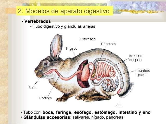 13 nutrición animal i digestivo