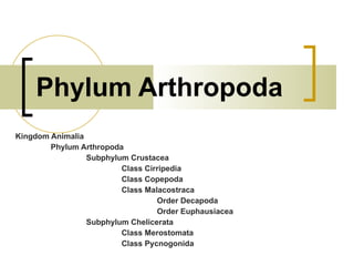 Kingdom Animalia Phylum Arthropoda
