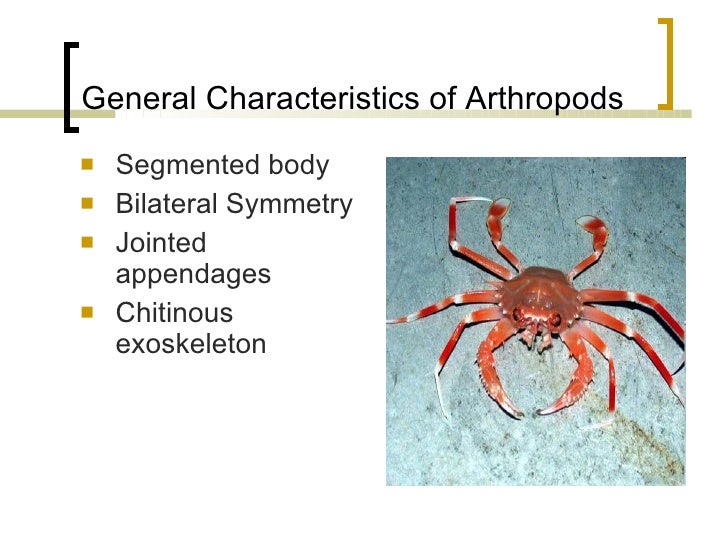 What are the common characteristics of arthropods?