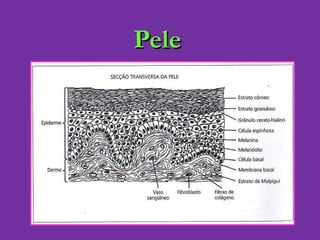 Pele 