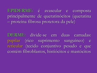 EPIDERME:  é avascular e composta principalmente de queratinócitos (queratina – proteína fibrosa protetora da pele) DERME:  divide-se em duas camadas:  papilar  (rico suprimento sanguíneo) e  reticular  (tecido conjuntivo pesado e que contém fibroblastos, histiócitos e mastócitos 