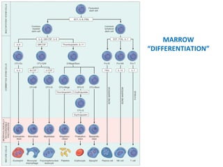 MARROW 
“DIFFERENTIATION” 
 