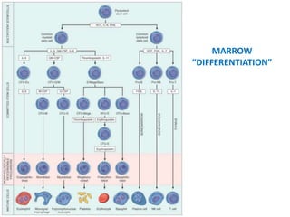 MARROW
“DIFFERENTIATION”
 