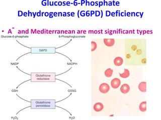 Glucose-6-Phosphate
Dehydrogenase (G6PD) Deficiency
• A
- and Mediterranean are most significant types
 