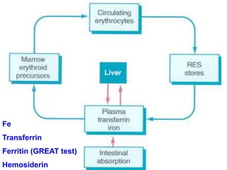 Fe
Transferrin
Ferritin (GREAT test)
Hemosiderin
 