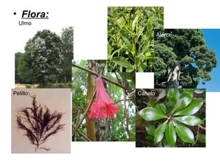 • Flora:
Ulmo
Copihue
Chilca
Alerce
Pelillo Canelo
 