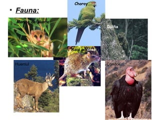 • Fauna:
Choroy
Monito de Monte
Güiña
Rata arbórea
Huemul Cóndor
 