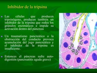 Inhibidor de la tripsina

   Las      células     que     producen
    tripsinógeno, producen también un
    inhibidor de la tripsina que rodea los
    gránulos enzimáticos e impide su
    activación dentro del páncreas

   Un traumatismo pancreático o la
    obstrucción del conducto provoca
    acumulación del jugo pancreático y
    el inhibidor de la tripsina es
    insuficiente.

   Entonces el páncreas sufre auto-
    digestión (pancreatitis aguda grave)
 