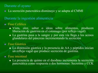 Durante el ayuno
   La secreción pancreática disminuye y se adapta al CMMI

Durante la ingestión alimenticia
   Fase Cefálica
      Vista, olor, sabor o ideas sobre alimentos, producen
       liberación de gastrina en el estómago (por reflejo vagal)
      La gastrina pasa a la sangre y por esta vía llega a los acinos
       glandulares del páncreas incrementando la secreción
   Fase Gástrica
      La distensión gástrica y la presencia de AA y péptidos inician
       un reflejo vagal que produce secreción de gastrina.
   Fase intestinal
      La presencia de quimo en el duodeno incrementa la secreción
       pancreática como respuesta a dos hormonas: Secretina y CCK
 