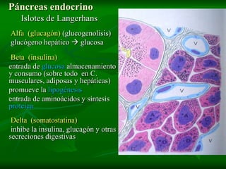Páncreas endocrino
    Islotes de Langerhans
Alfa (glucagón) (glucogenolisis)
glucógeno hepático  glucosa

 Beta (insulina)
entrada de glucosa almacenamiento
y consumo (sobre todo en C.
musculares, adiposas y hepáticas)
promueve la lipogénesis
entrada de aminoácidos y síntesis
proteica
 Delta (somatostatina)
 inhibe la insulina, glucagón y otras
secreciones digestivas
 