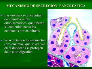 MECANISMO DE SECRECIÓN PANCREÁTICA

   Las enzimas se encuentran
    en gránulos intra-
    citoplasmáticos que liberan
    su contenido hacia los
    conductos por exocitosis

   Se secretan en forma inactiva
    (pro-enzimas) que se activan
    en el duodeno (se protegen
    de la auto-digestión
 