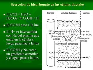 Secreción de bicarbonato en las células ductales

   El CO2 + H2O =
    H3CO2  CO3H + H
   El CO3H pasa a la luz
   El H+ se intercambia
    con Na del plasma que
    entra en la célula y
    luego pasa hacia la luz
   El CO3H y Na crean
    un gradiente osmótico
    y el agua pasa a la luz.
 