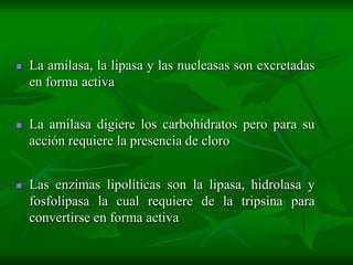    La amilasa, la lipasa y las nucleasas son excretadas
    en forma activa


   La amilasa digiere los carbohidratos pero para su
    acción requiere la presencia de cloro


   Las enzimas lipolíticas son la lipasa, hidrolasa y
    fosfolipasa la cual requiere de la tripsina para
    convertirse en forma activa
 