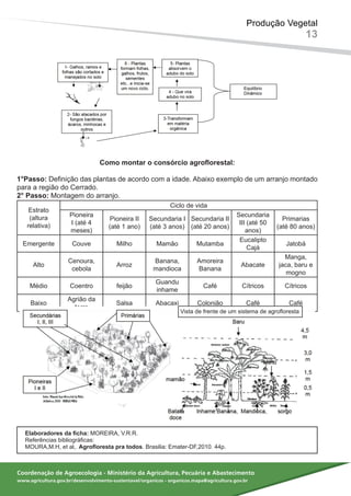 Coordenação de Agroecologia - Ministério da Agricultura, Pecuária e Abastecimento
www.agricultura.gov.br/desenvolvimento-sustentavel/organicos - organicos.mapa@agricultura.gov.br
Como funciona a agrofloresta?
Como montar o consórcio agroflorestal:
1°Passo: Definição das plantas de acordo com a idade. Abaixo exemplo de um arranjo montado
para a região do Cerrado.
2° Passo: Montagem do arranjo.
Estrato
(altura
relativa)
Ciclo de vida
Pioneira
I (até 4
meses)
Pioneira II
(até 1 ano)
Secundaria I
(até 3 anos)
Secundaria II
(até 20 anos)
Secundaria
III (até 50
anos)
Primarias
(até 80 anos)
Emergente Couve Milho Mamão Mutamba
Eucalipto
Cajá
Jatobá
Alto
Cenoura,
cebola
Arroz
Banana,
mandioca
Amoreira
Banana
Abacate
Manga,
jaca, baru e
mogno
Médio Coentro feijão
Guandu
inhame
Café Cítricos Cítricos
Baixo
Agrião da
terra
Salsa Abacaxi Colonião Café Café
Elaboradores da ficha: MOREIRA, V.R.R.
Referências bibliográficas:
MOURA,M.H, et al,. Agrofloresta pra todos. Brasilia: Emater-DF,2010. 44p.
Produção Vegetal
13
terra
Como funciona a agrofloresta?
Vista de frente de um sistema de agrofloresta
 