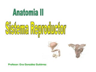 Anatomia II Sistema Reproductor Profesor: Ena González Gutiérrez 