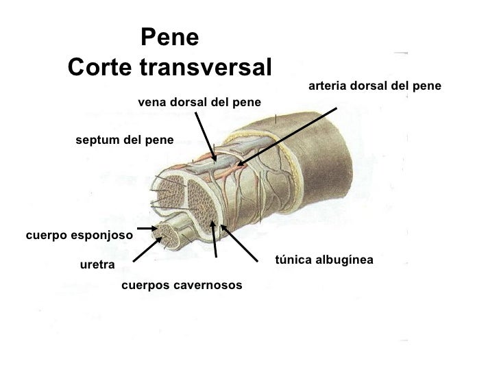 13 sistema reproductor