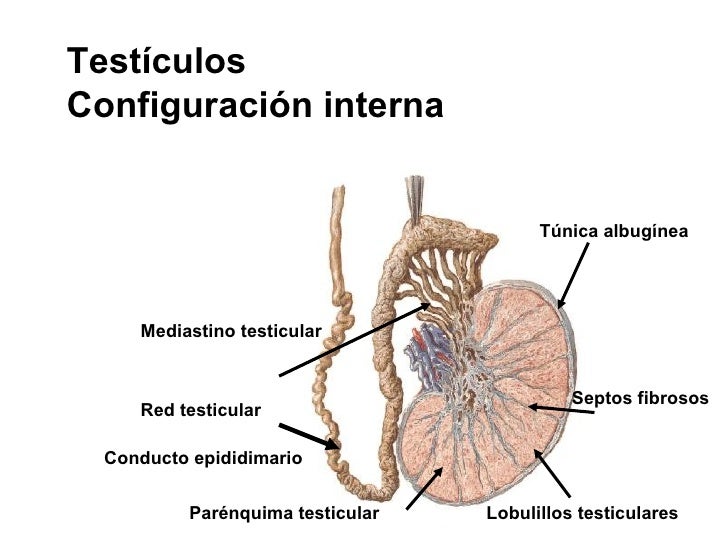 13 sistema reproductor