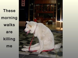 These
morning
 walks
  are
killing
  me
 