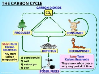 The Carbon Cycle by Tangstar Science | PPTX