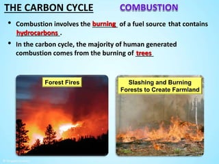 The Carbon Cycle by Tangstar Science | PPTX