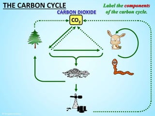 The Carbon Cycle by Tangstar Science | PPTX