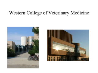 Western College of Veterinary Medicine
 