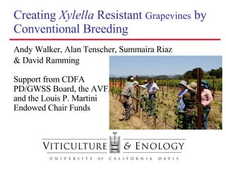 Creating  Xylella  Resistant  Grapevines  by Conventional Breeding ,[object Object],[object Object],Support from CDFA PD/GWSS Board, the AVF, and the Louis P. Martini Endowed Chair Funds 