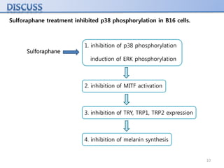 10
Sulforaphane treatment inhibited p38 phosphorylation in B16 cells.
1. inhibition of p38 phosphorylation
induction of ERK phosphorylation
2. inhibition of MITF activation
3. inhibition of TRY, TRP1, TRP2 expression
4. inhibition of melanin synthesis
Sulforaphane
 