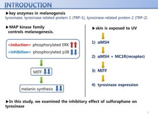 5
▶In this study, we examined the inhibitory effect of sulforaphane on
tyrosinase
▶key enzymes in melanogensis
tyrosinase, tyrosinase-related protein 1 (TRP-1), tyrosinase-related protein 2 (TRP-2)
▶MAP kinase family
controls melanogenesis.
<induction> phosphorylated ERK
<inhibition> phosphorylated p38
MITF
melanin synthesis
▶skin is exposed to UV
1) αMSH
2) αMSH + MC1R(receptor)
3) MITF
4) tyrosinase expression
 