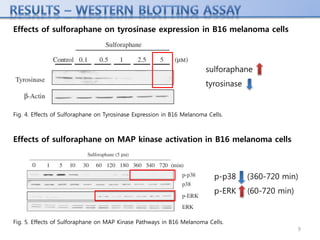 Fig. 4. Effects of Sulforaphane on Tyrosinase Expression in B16 Melanoma Cells.
Effects of sulforaphane on tyrosinase expression in B16 melanoma cells
9
Fig. 5. Effects of Sulforaphane on MAP Kinase Pathways in B16 Melanoma Cells.
Effects of sulforaphane on MAP kinase activation in B16 melanoma cells
sulforaphane
tyrosinase
p-p38 (360-720 min)
p-ERK (60-720 min)
 