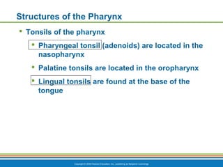Copyright © 2009 Pearson Education, Inc., publishing as Benjamin Cummings
Structures of the Pharynx
 Tonsils of the pharynx
 Pharyngeal tonsil (adenoids) are located in the
nasopharynx
 Palatine tonsils are located in the oropharynx
 Lingual tonsils are found at the base of the
tongue
 