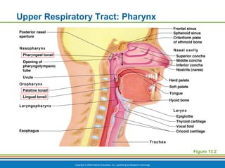 Copyright © 2009 Pearson Education, Inc., publishing as Benjamin Cummings
Upper Respiratory Tract: Pharynx
Figure 13.2
 