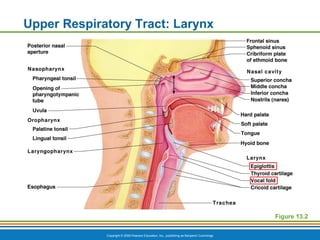 Copyright © 2009 Pearson Education, Inc., publishing as Benjamin Cummings
Upper Respiratory Tract: Larynx
Figure 13.2
 