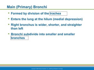 Copyright © 2009 Pearson Education, Inc., publishing as Benjamin Cummings
Main (Primary) Bronchi
 Formed by division of the trachea
 Enters the lung at the hilum (medial depression)
 Right bronchus is wider, shorter, and straighter
than left
 Bronchi subdivide into smaller and smaller
branches
 