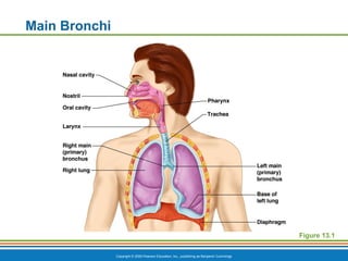 Copyright © 2009 Pearson Education, Inc., publishing as Benjamin Cummings
Main Bronchi
Figure 13.1
 