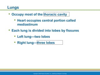 Copyright © 2009 Pearson Education, Inc., publishing as Benjamin Cummings
Lungs
 Occupy most of the thoracic cavity
 Heart occupies central portion called
mediastinum
 Each lung is divided into lobes by fissures
 Left lung—two lobes
 Right lung—three lobes
 
