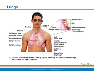 Copyright © 2009 Pearson Education, Inc., publishing as Benjamin Cummings
Lungs
Figure 13.4a
 