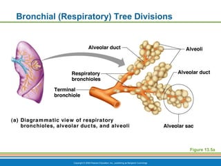 Copyright © 2009 Pearson Education, Inc., publishing as Benjamin Cummings
Bronchial (Respiratory) Tree Divisions
Figure 13.5a
 