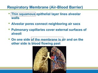 Copyright © 2009 Pearson Education, Inc., publishing as Benjamin Cummings
Respiratory Membrane (Air-Blood Barrier)
 Thin squamous epithelial layer lines alveolar
walls
 Alveolar pores connect neighboring air sacs
 Pulmonary capillaries cover external surfaces of
alveoli
 On one side of the membrane is air and on the
other side is blood flowing past
 