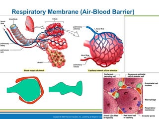 Copyright © 2009 Pearson Education, Inc., publishing as Benjamin Cummings
Respiratory Membrane (Air-Blood Barrier)
Figure 13.6 (1 of 2)
 