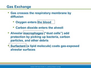 Copyright © 2009 Pearson Education, Inc., publishing as Benjamin Cummings
Gas Exchange
 Gas crosses the respiratory membrane by
diffusion
 Oxygen enters the blood
 Carbon dioxide enters the alveoli
 Alveolar macrophages (“dust cells”) add
protection by picking up bacteria, carbon
particles, and other debris
 Surfactant (a lipid molecule) coats gas-exposed
alveolar surfaces
 