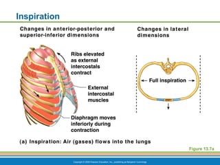 Copyright © 2009 Pearson Education, Inc., publishing as Benjamin Cummings
Inspiration
Figure 13.7a
 