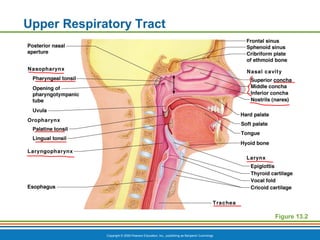 Copyright © 2009 Pearson Education, Inc., publishing as Benjamin Cummings
Upper Respiratory Tract
Figure 13.2
 